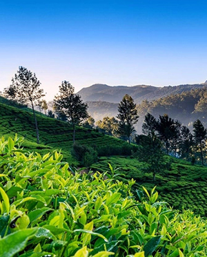 Nuwaraeliya