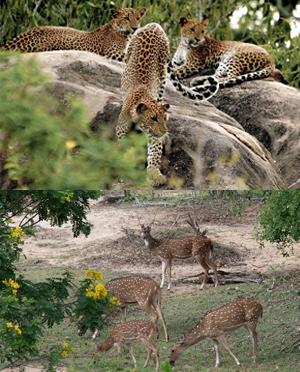 Yala National Park